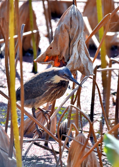 タカサゴクロサギ8919