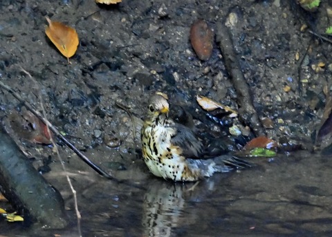 クロツグミ♀1539