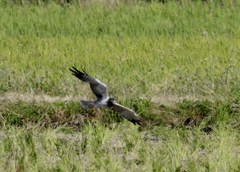 大陸型チュウヒ♂5981