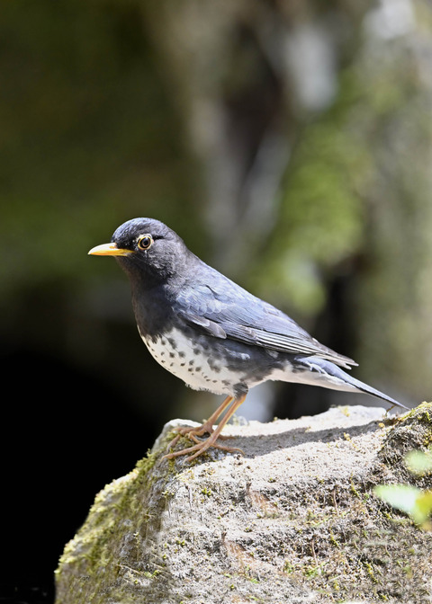 クロツグミ♂5928