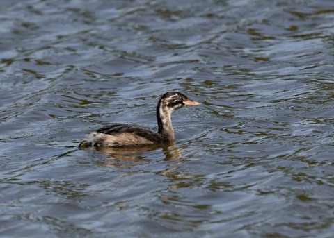 カイツブリ幼鳥0298