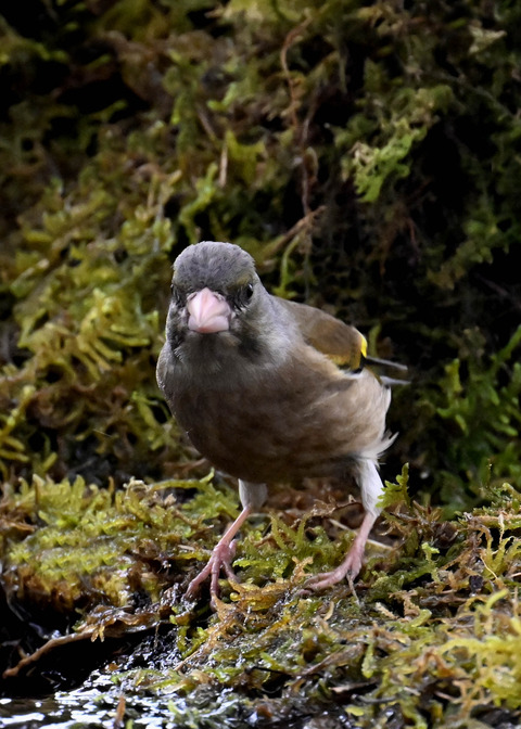 オオカワラヒワ7570