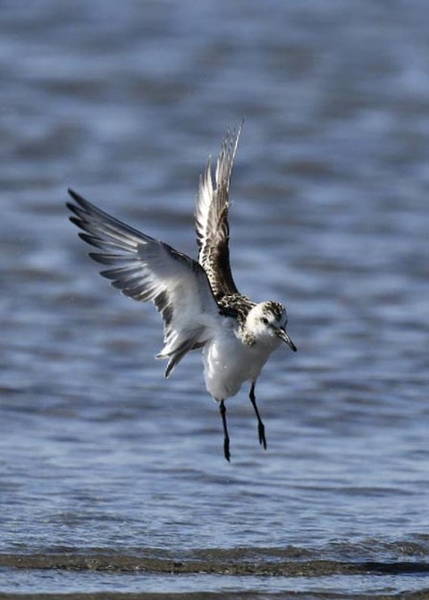 ミユビシギ幼羽8879