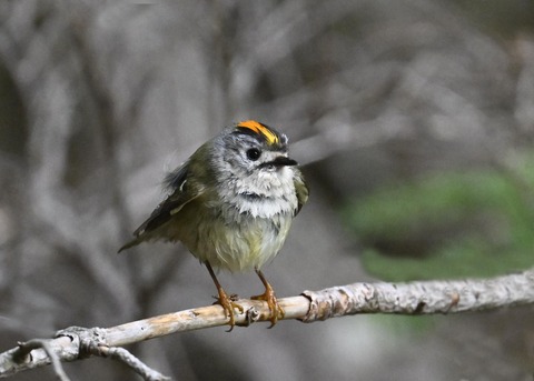 キクイタダキ♂2247