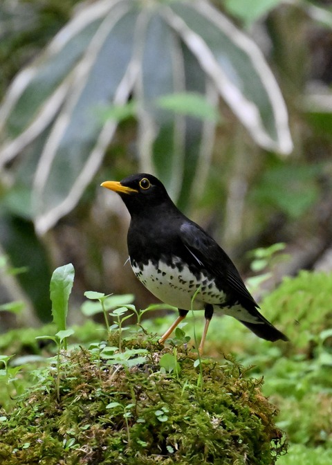 クロツグミ♂4122