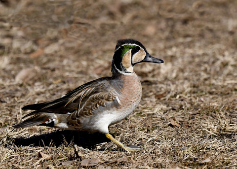 トモエガモ♂1432