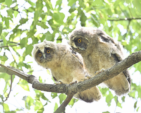 トラフズクの雛3748