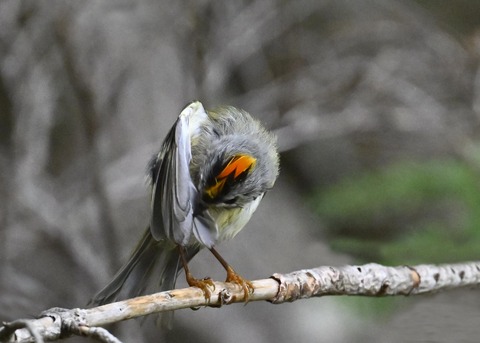 キクイタダキ♂2169