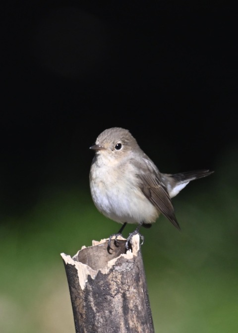 ニシオジロビタキ♀4339