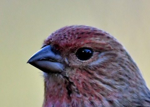 オオマシコ若鳥1603