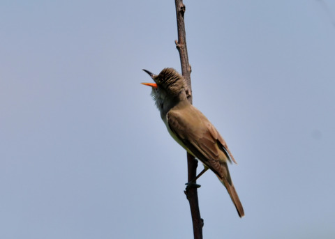 オオヨシキリ3447