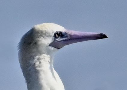 アカアシカツオドリ : 野口洪志の野鳥日記