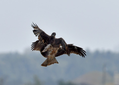 ズグロチュウヒ3124