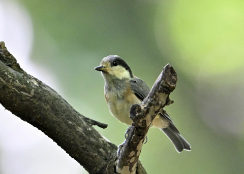 ヤマガラ幼鳥2447