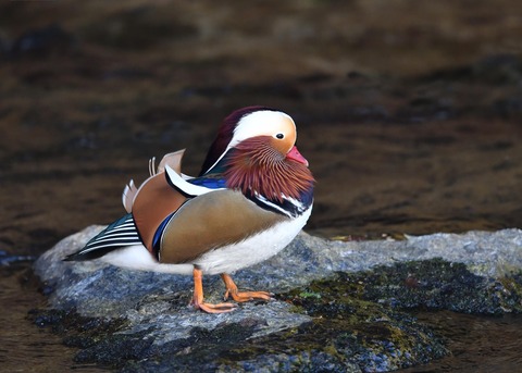 オトシドリ♂6895