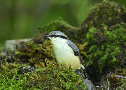 ゴジュウカラ1511