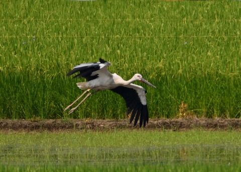 コウノトリ(ひかる)0973