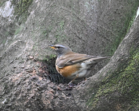 マミチャジナイ2253