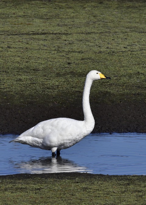 オオハクチョウ7816