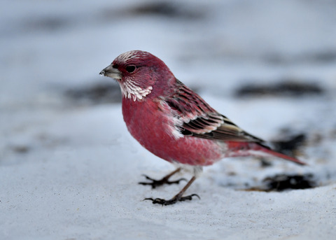 オオマシコ♂3340