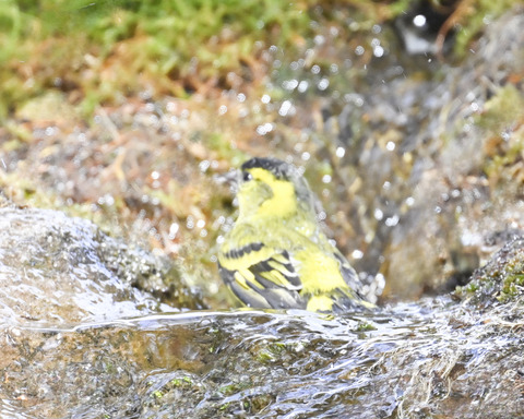 マヒワの水浴び9968