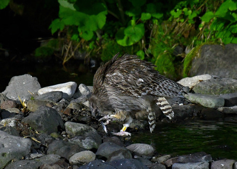 シマフクロウ♀1401