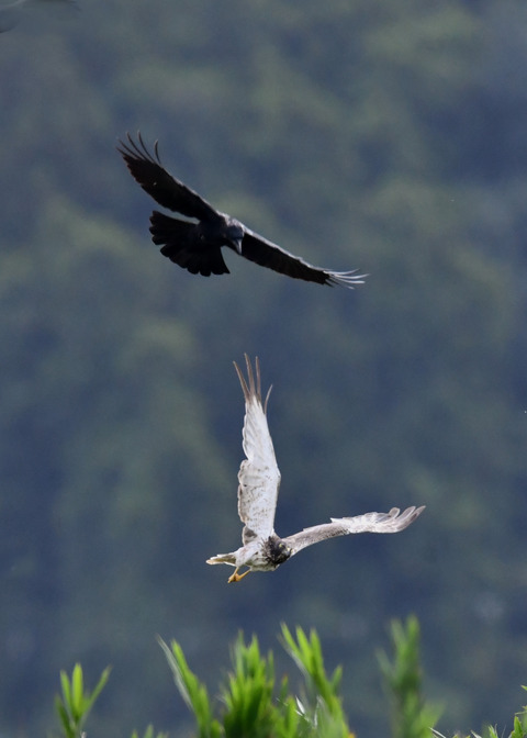 ズグロチュウヒ3440