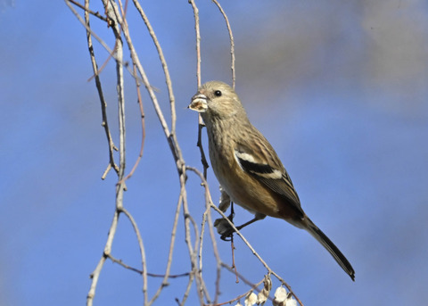 ベニマシコ♀5450