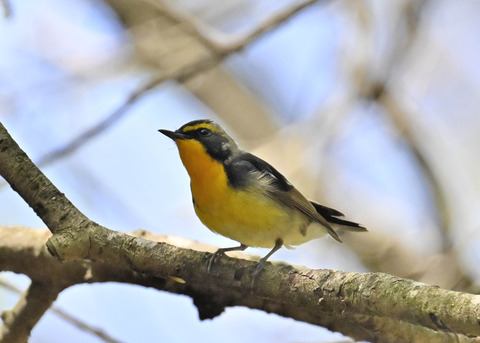 キビタキ♂第一回夏羽3419