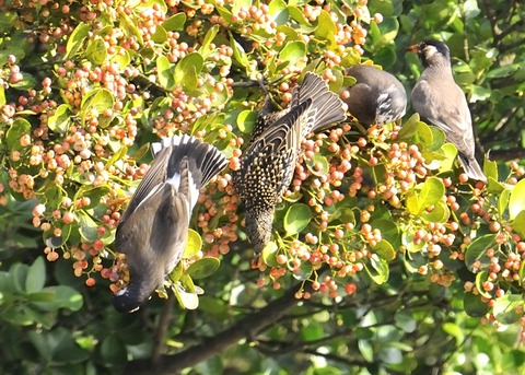 ホシムクドリ7063-02○