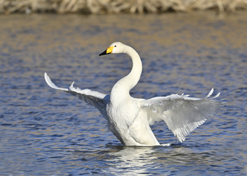 オオハクチョウ7663