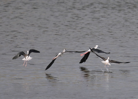 飛ぶ・セイタカシギ0210