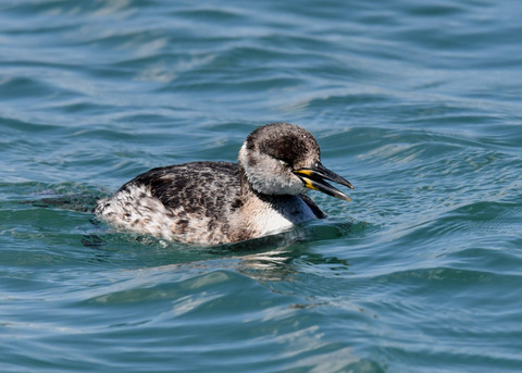 ｱｶｴﾘｶｲﾂﾌﾞﾘ7024
