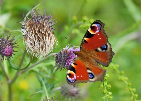 クジャクチョウ5474