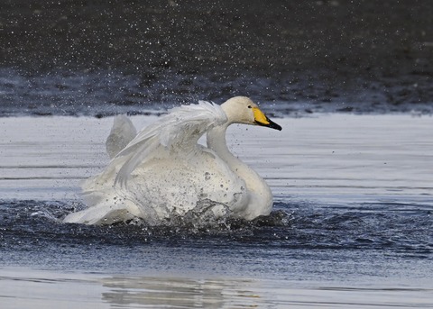 オオハクチョウ4134
