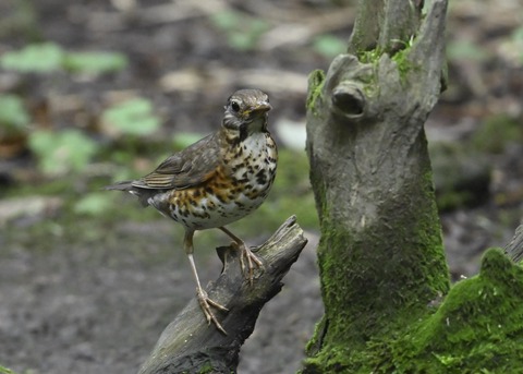 クロツグミ♀幼鳥4970