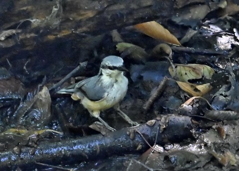 ゴジュウカラ4057