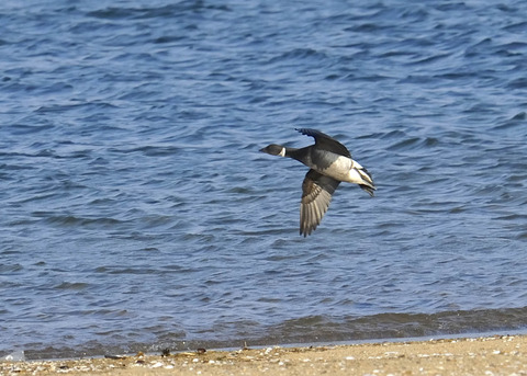 飛ぶ・コクガン0925