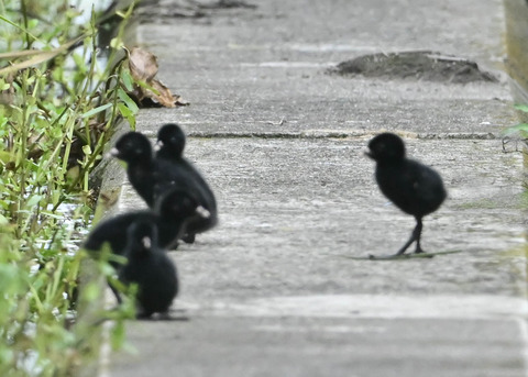 ヒクイナのヒナ4340