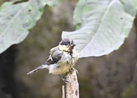 シジュウカラ幼鳥6715