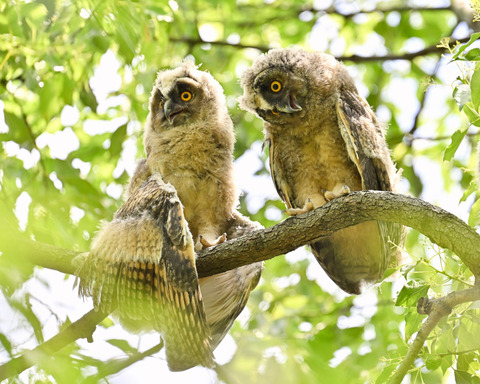 トラフズクの雛③3901