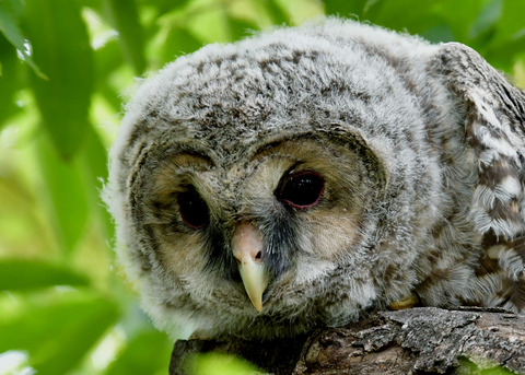 フクロウのヒナ0764