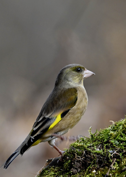 オオカワラヒワ♂1175