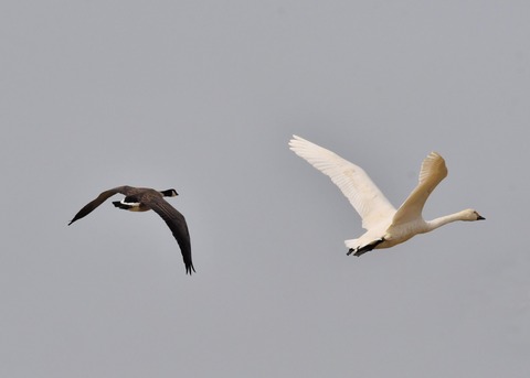 シジュウカラガン0677