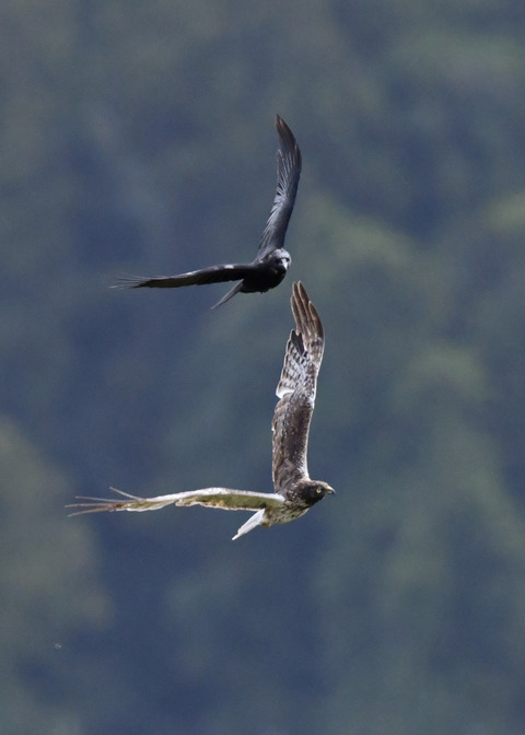 ズグロチュウヒ3436