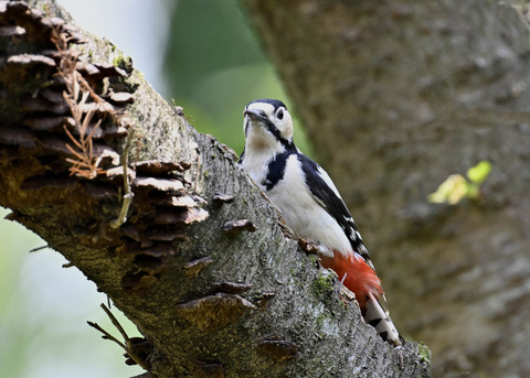 アカゲラ♀5004