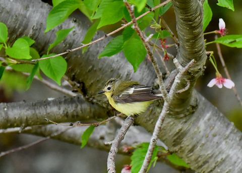 マミジロキビタキ♀6825