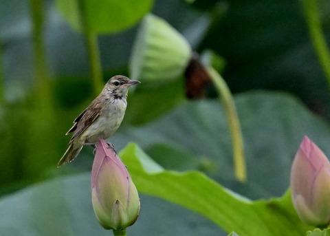 オオヨシキリ1603
