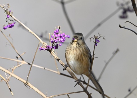ベニマシコ♀0719