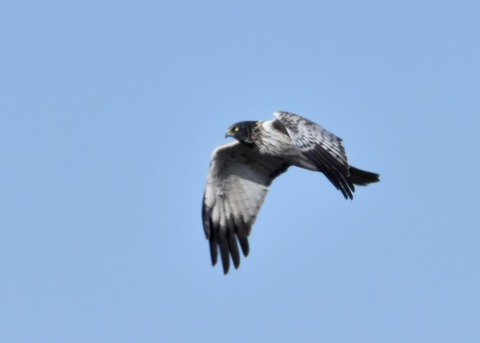 チュウヒ大陸型0108